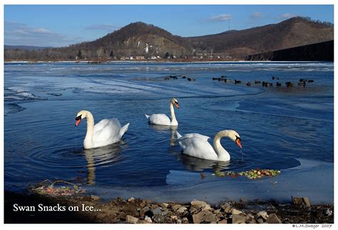 Swan Lovers