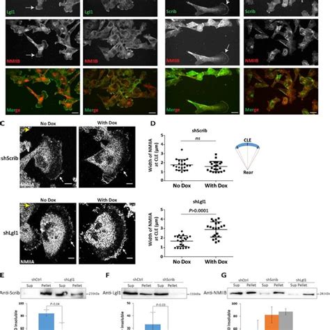 Cellular Localization Of Scrib And Lgl Is Interdependent Shscrib A