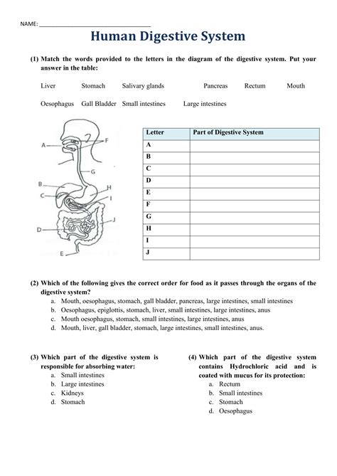 8th Grade Digestive System Worksheet