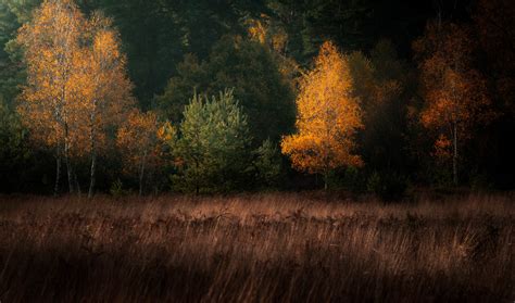 Edd Allen Et Ses Paysages Envoûtants