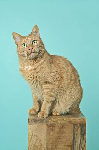 Cute Tabby Cat Sitting On Wooden Column And Looking Funny At Camera