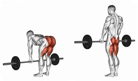 Deadlift Muscles Worked Diagram