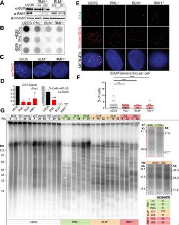 Telomere Length Heterogeneity In Alt Cells Is Maintained By Pml