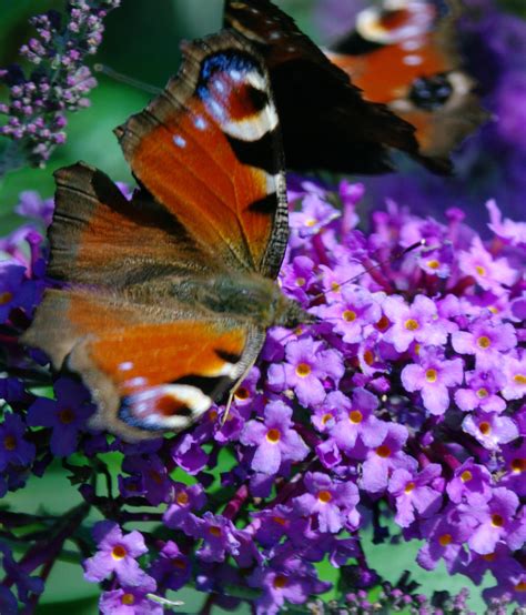 Butterflies in the sun - Pentax User Photo Gallery