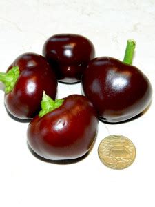 Перец острый Черри шоколадный (Chocolate Cherry)