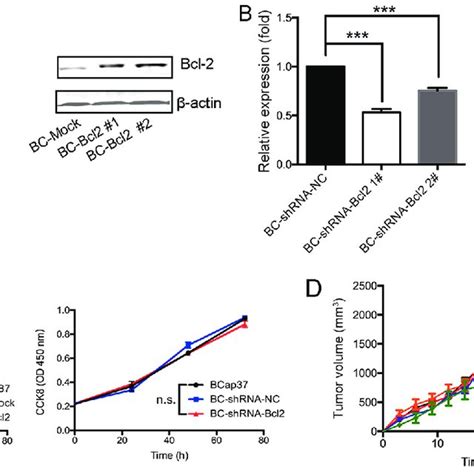 Overexpression Of Bcl 2 In Bcap37 Cells Induces The Progression Of Download Scientific Diagram