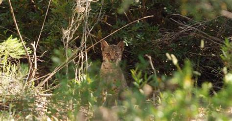 La población de linces de Doñana se reforzará con ejemplares de Sierra