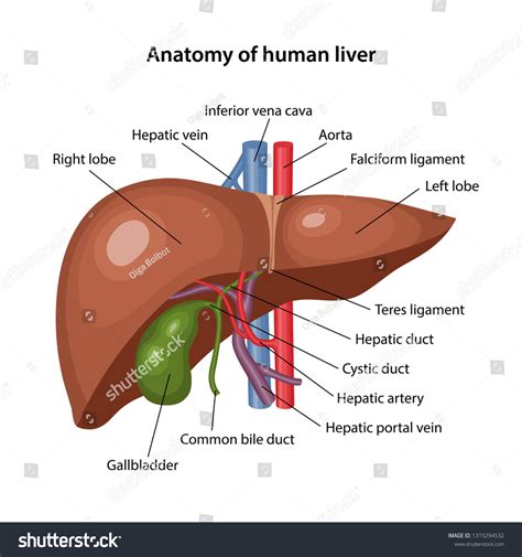 Liver Anatomy Diagram