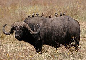 African buffalo Facts for Kids