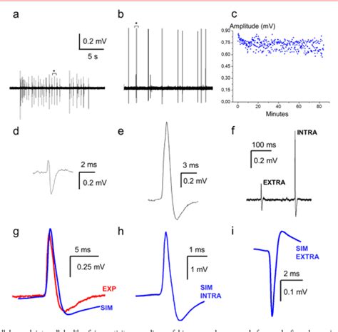 Intracellular And Extracellular Recording Of Spontaneous Action