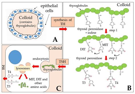 Thyroglobulin Structure