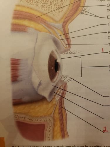 Eyes And Ear Flashcards Quizlet