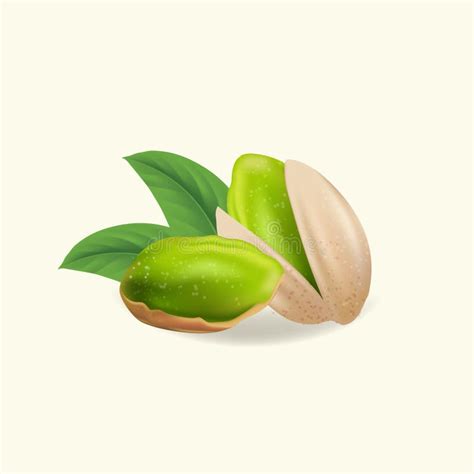 Pistachio Nuts With Leaves Vector Illustration Realistic Pistachio