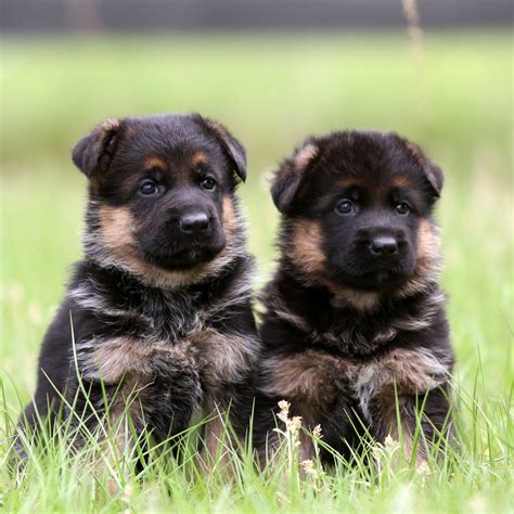 Trained German Shepherds For Sale Florida - Canine Extreme