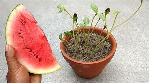 How To Grow Watermelon Easily Grow In Pots Youtube