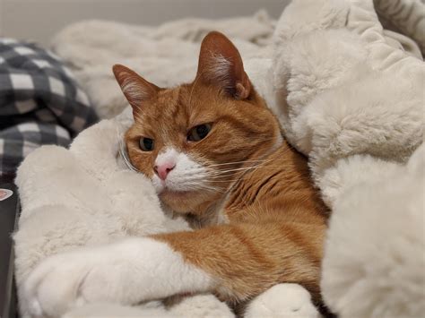 Bug is tucked into my blanket that is so soft my SO calls it "the cloud