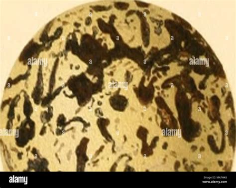 Eggs Of British Birds With An Account Of Their Breeding Habits Limicolae With 54 Coloured