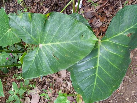 Ксантозома Фиолетовая Фото – Telegraph