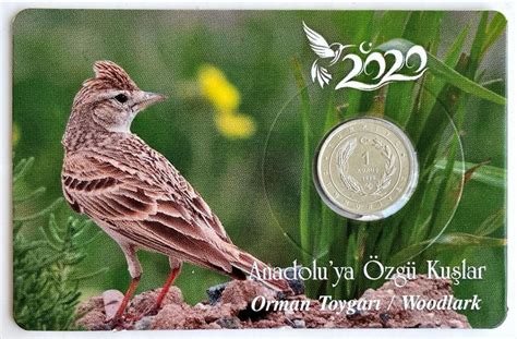 Turkey Turkiye Kurus Native Birds Of Anatolia Woodlark