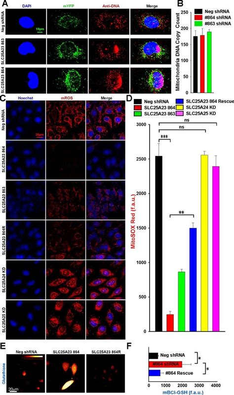 SLC25A23 Augments Mitochondrial Ca2 Uptake Interacts With MCU And