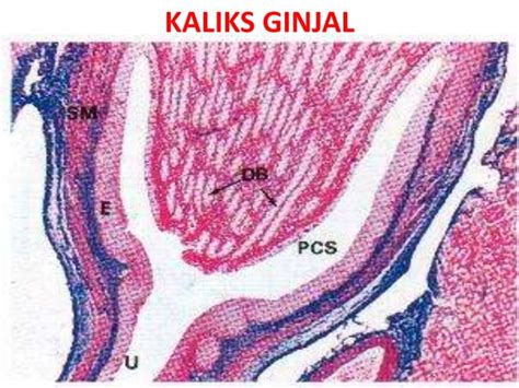 Histologi Ginjal 2015