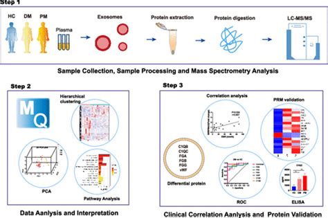 Cd63 An Overview Sciencedirect Topics 54 Off