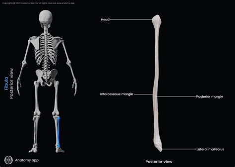 Fibula | Encyclopedia | Anatomy.app | Learn anatomy | 3D models ...