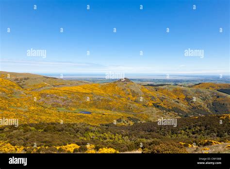 Gorse new zealand hi-res stock photography and images - Alamy