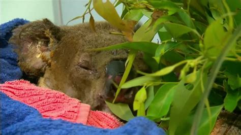 Injured koala reunited with bushfire rescuer - Flipboard