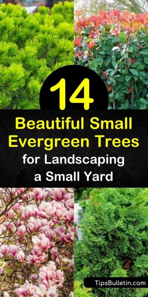 Decorative Evergreen Trees For Landscaping Shelly Lighting