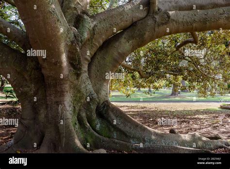 Wild fig tree hi-res stock photography and images - Alamy