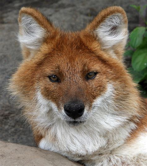 Dhole Asiatic Wild Dog Dhole Asiatic Wild Dog Cuon Al Flickr