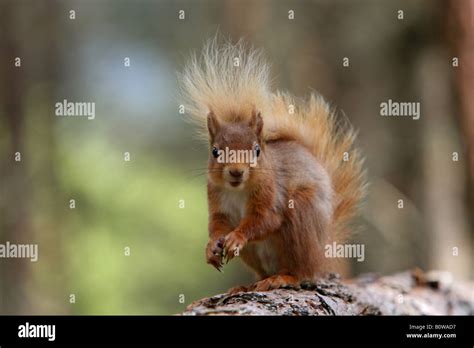 Eichhörnchen Sciurus Vulgaris sitzt auf einem Baumstamm und schaut in