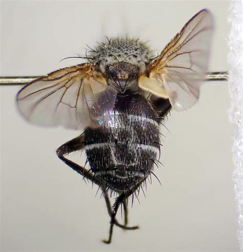 Actia Lamia Pinned Female Kenfig Dunes Glamorgan 6 Flickr