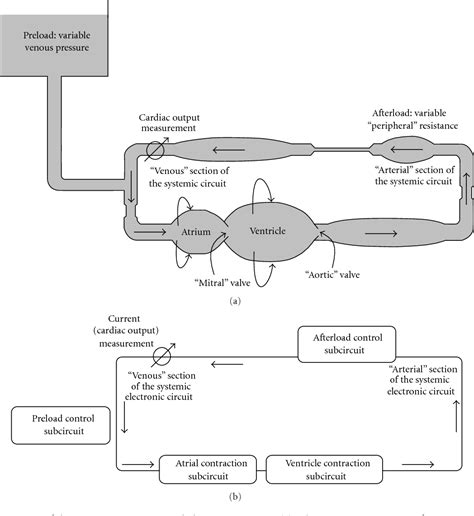 Figure From Simulation Of The Frank Starling Law Of The Heart