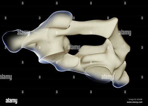 Atlas Vertebra And Human High Resolution Stock Photography And Images