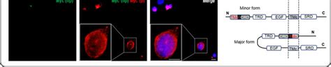 The N Terminal Processing And Localization Of Nrg1 Type III On The Cell