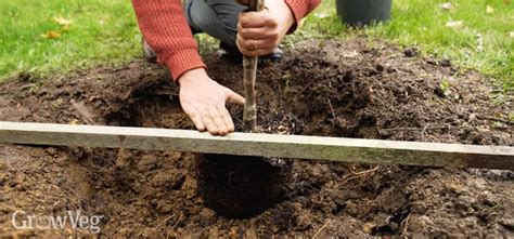 How To Grow An Apple Tree From Seed