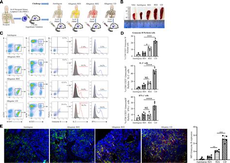 Frontiers Humanized Mouse Model As A Novel Approach In The Assessment