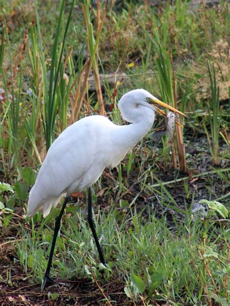 Grayson Creek Birders Mount Diablo Bird Alliance