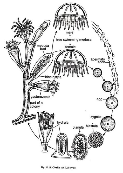 Life Cycle Of Obelia With Diagram Phylum Cnidaria