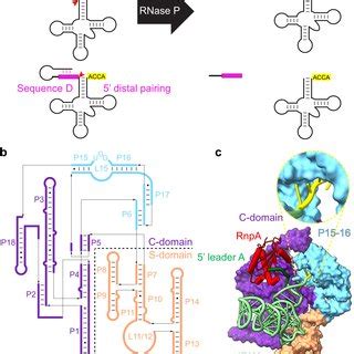 Structure and function of bacterial RNase P a RNase P (black arrow)... | Download Scientific Diagram