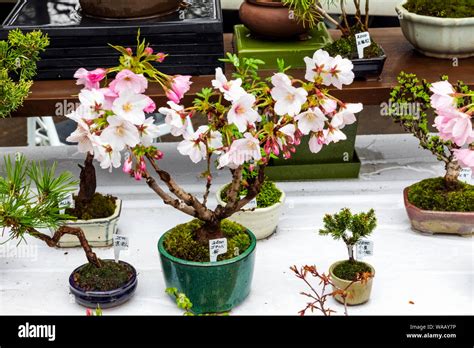 Japan Honshu Tokyo Ueno Ueno Park Bonsai Vendors Display Of