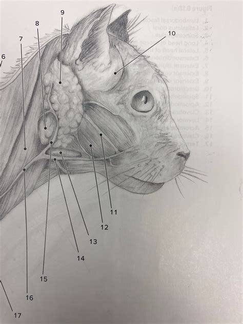 Side view of Face Cat Diagram | Quizlet