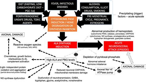 Frontiers Acute Hepatic Porphyria Pathophysiological Basis Of Neuromuscular Manifestations