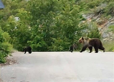 Due Orsetti A Spasso Con Mamma Orsa L Abruzzo Una Terra Meravigliosa