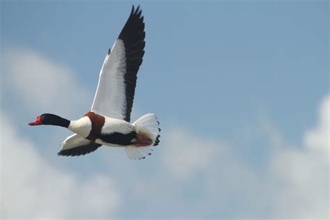 Common Shelduck - BirdLife Cyprus