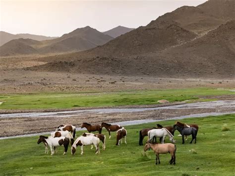 Il 2023 è l anno della Mongolia perché le steppe asiatiche ci