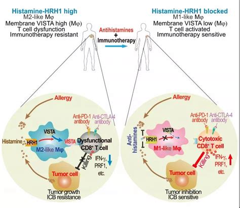 科学网—余棣华团队报道第二代抗组胺药可能会增强癌症患者免疫治疗疗效 小柯生命的博文