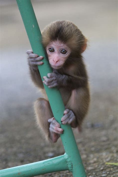 Cutest Baby Monkeys In The World